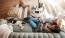 overhead view of  a woman texting as she lies on a couch with a dog at her feet